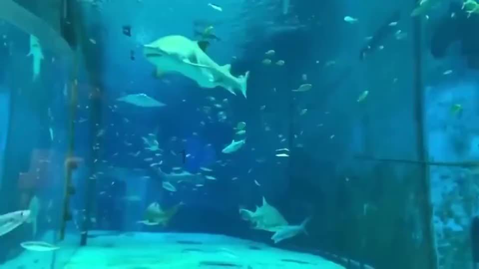 龙地逃生